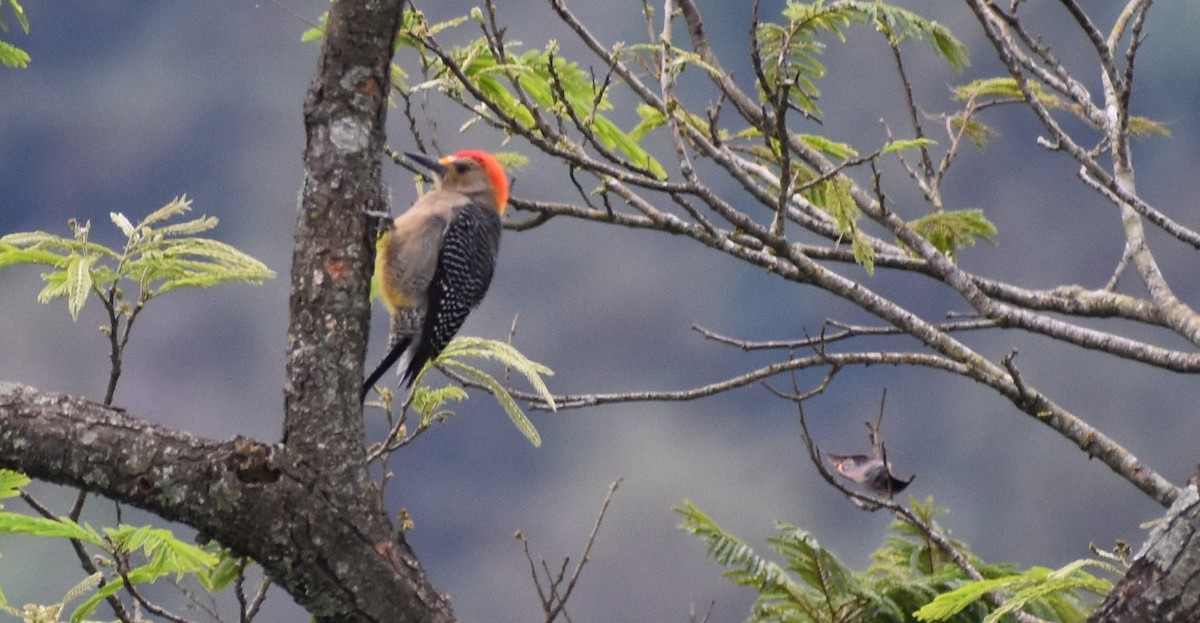 キバナシマセゲラ - ML647245551