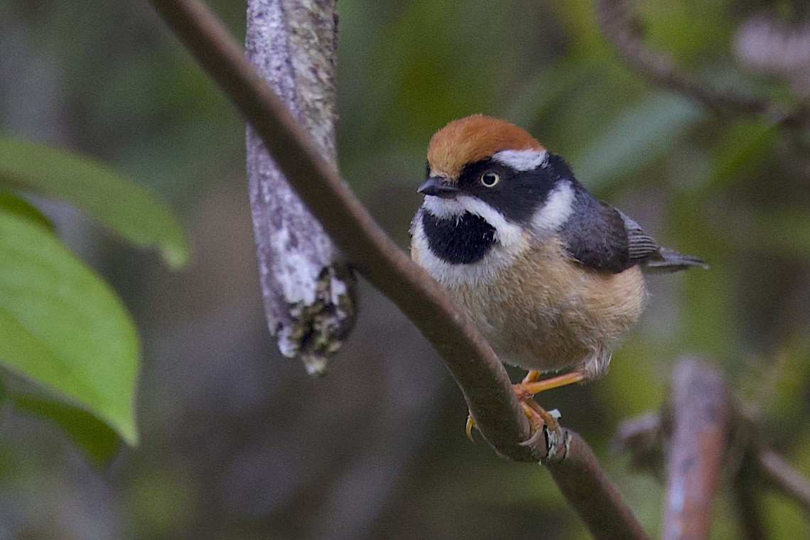 ズアカエナガ - ML647245562