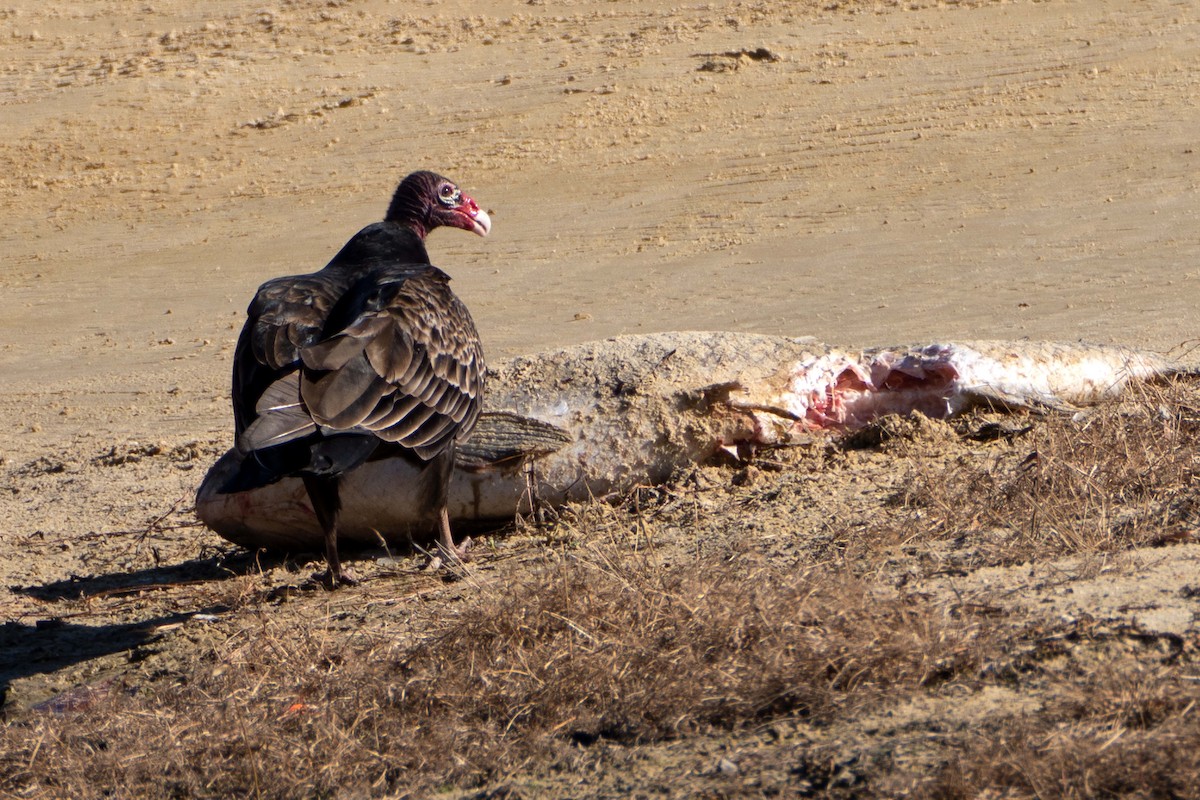 ヒメコンドル - ML647245567