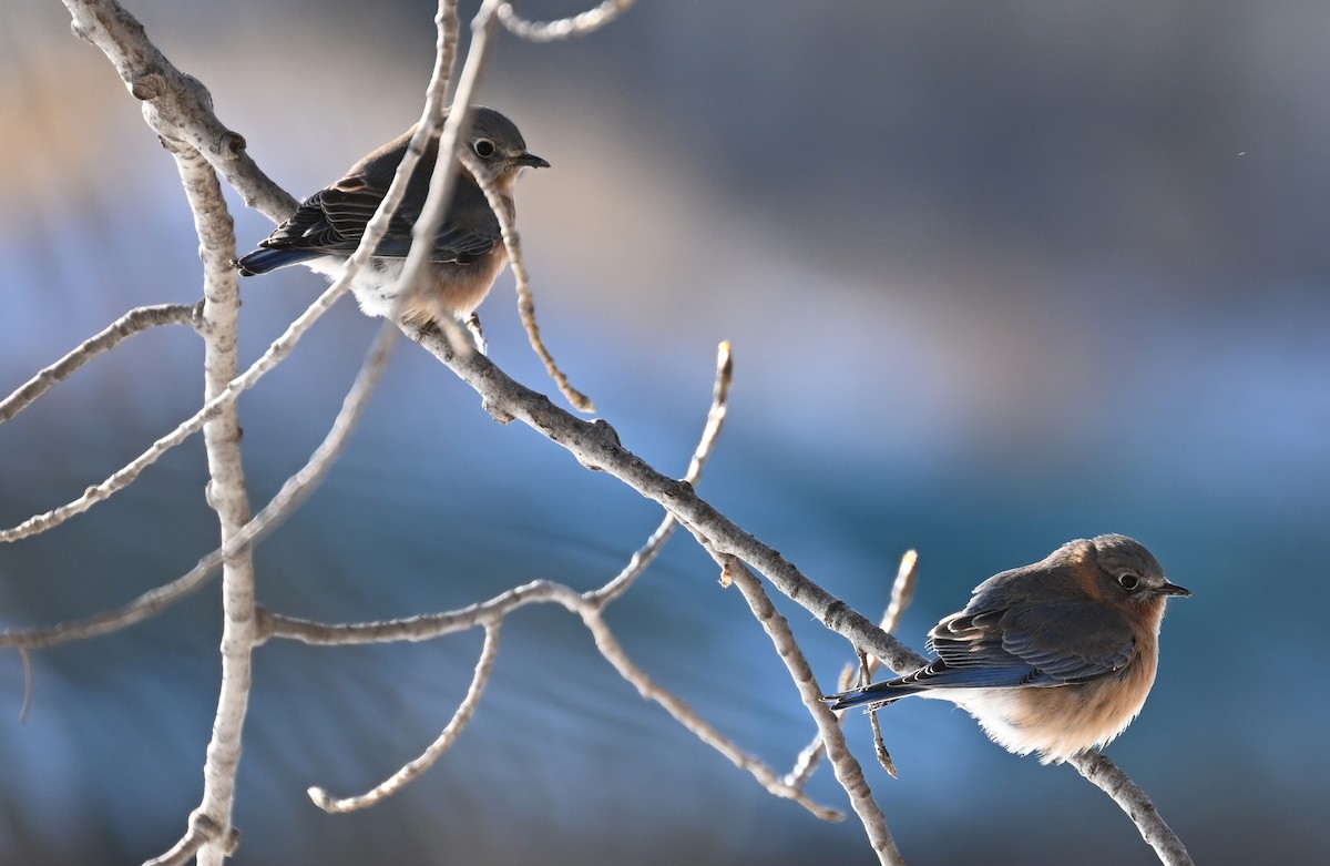 ルリツグミ - ML647245571