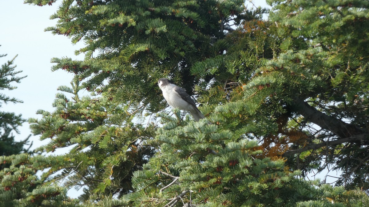 カナダカケス - ML647245572