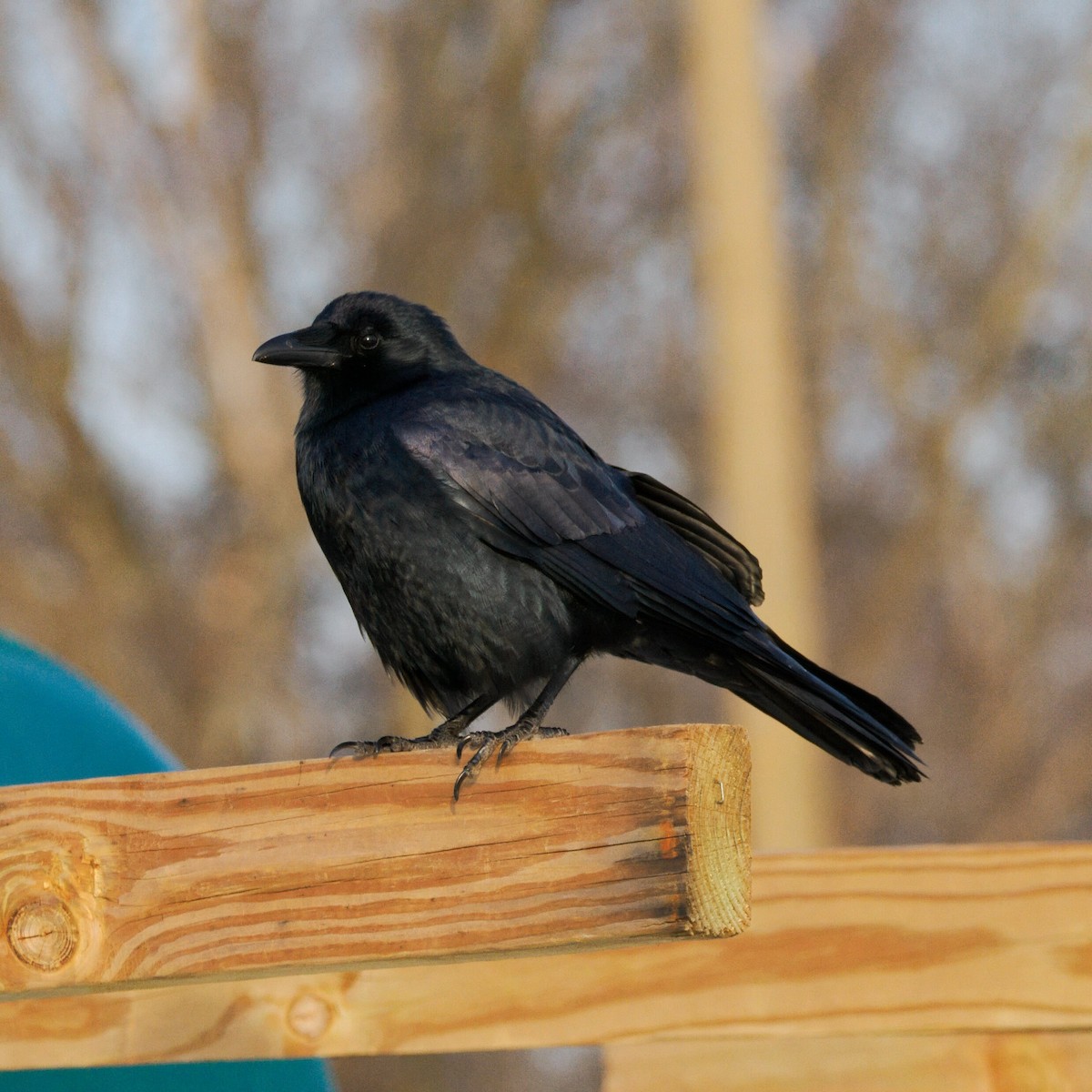 ウオガラス - ML647245573