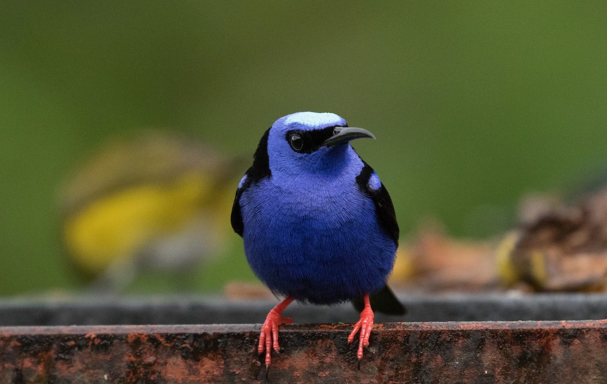 Red-legged Honeycreeper - ML647245585