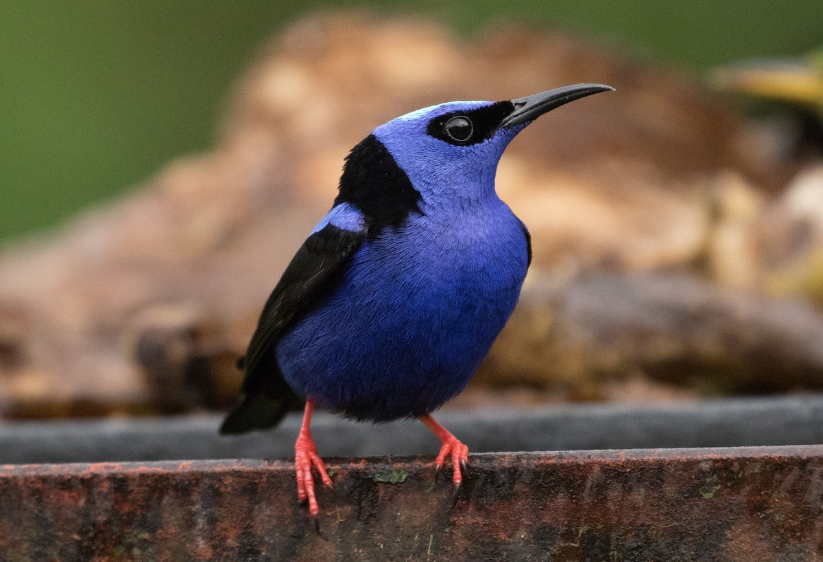 Red-legged Honeycreeper - ML647245586