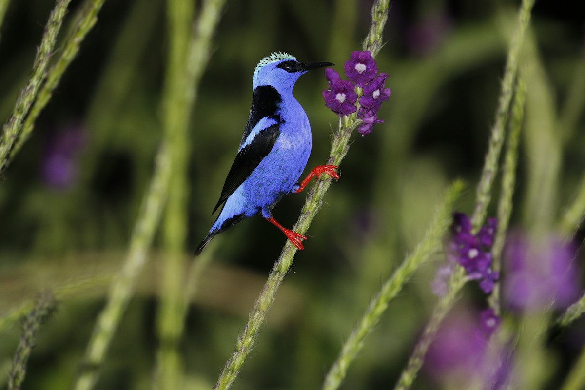 Red-legged Honeycreeper - ML647245587