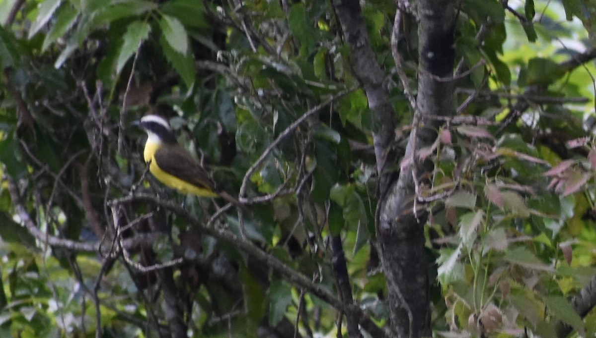 Tyran sociable - ML647245599