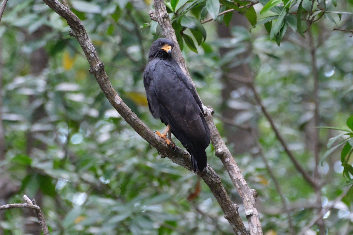 クロノスリ - ML647245600