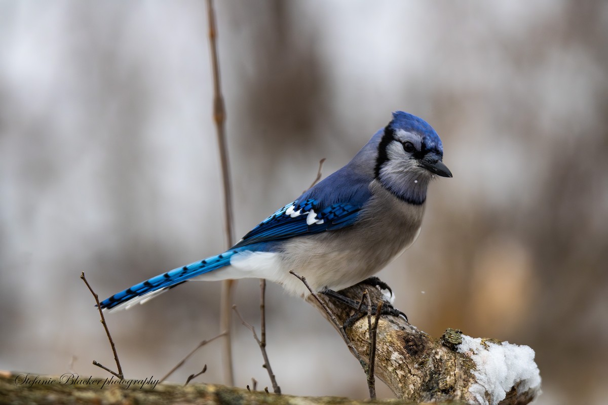 Blue Jay - ML647245602