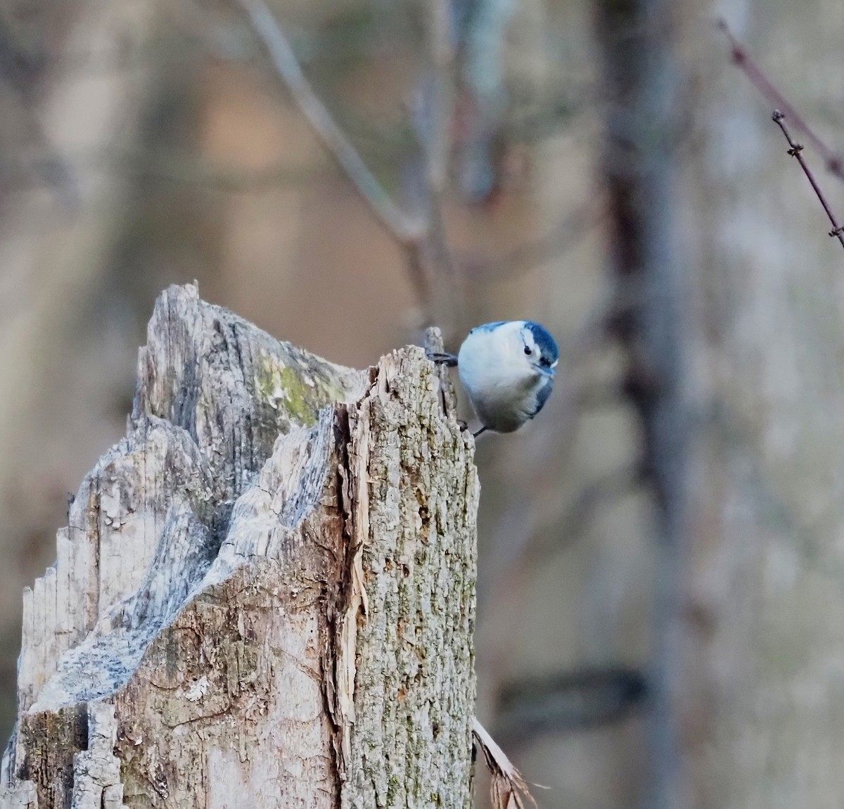 White-breasted Nuthatch - ML647245604