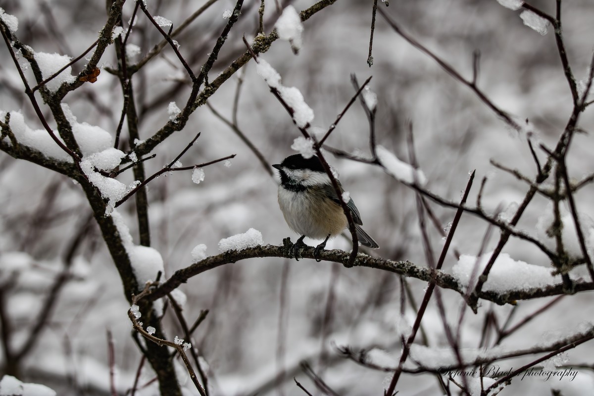 Black-capped Chickadee - ML647245610