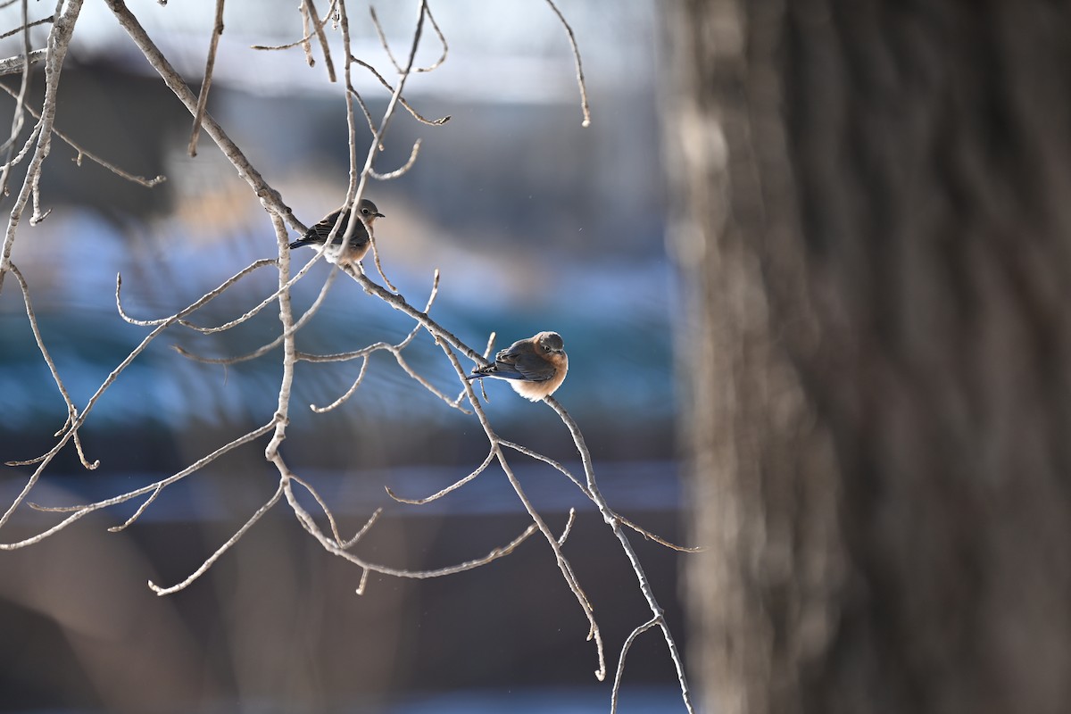 Eastern Bluebird - ML647245620