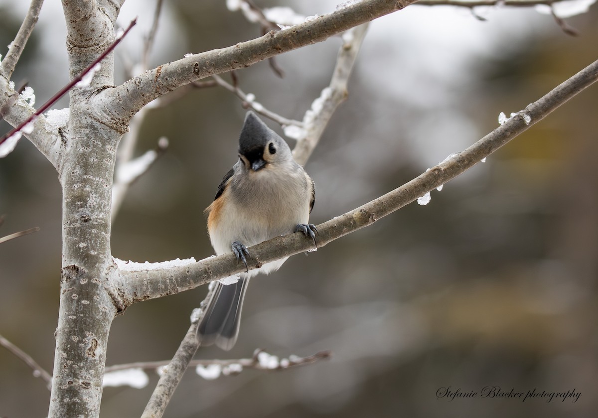 Tufted Titmouse - ML647245621