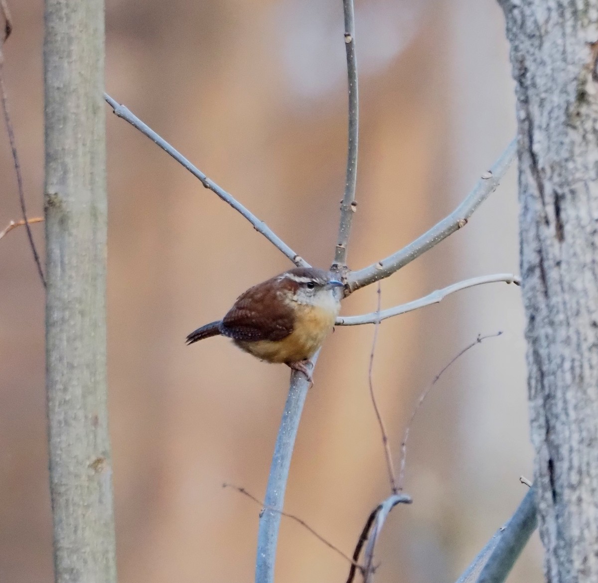 Carolina Wren - ML647245627