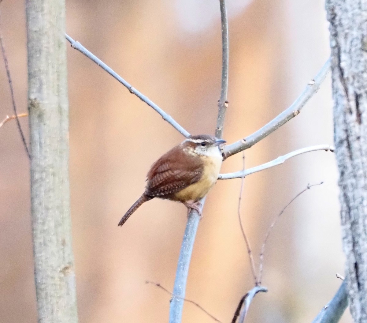 Carolina Wren - ML647245629