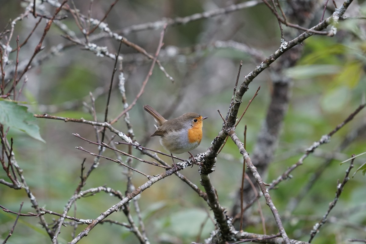 European Robin - ML647245631
