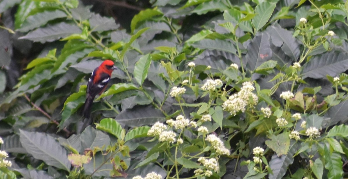 White-winged Tanager - ML647245632