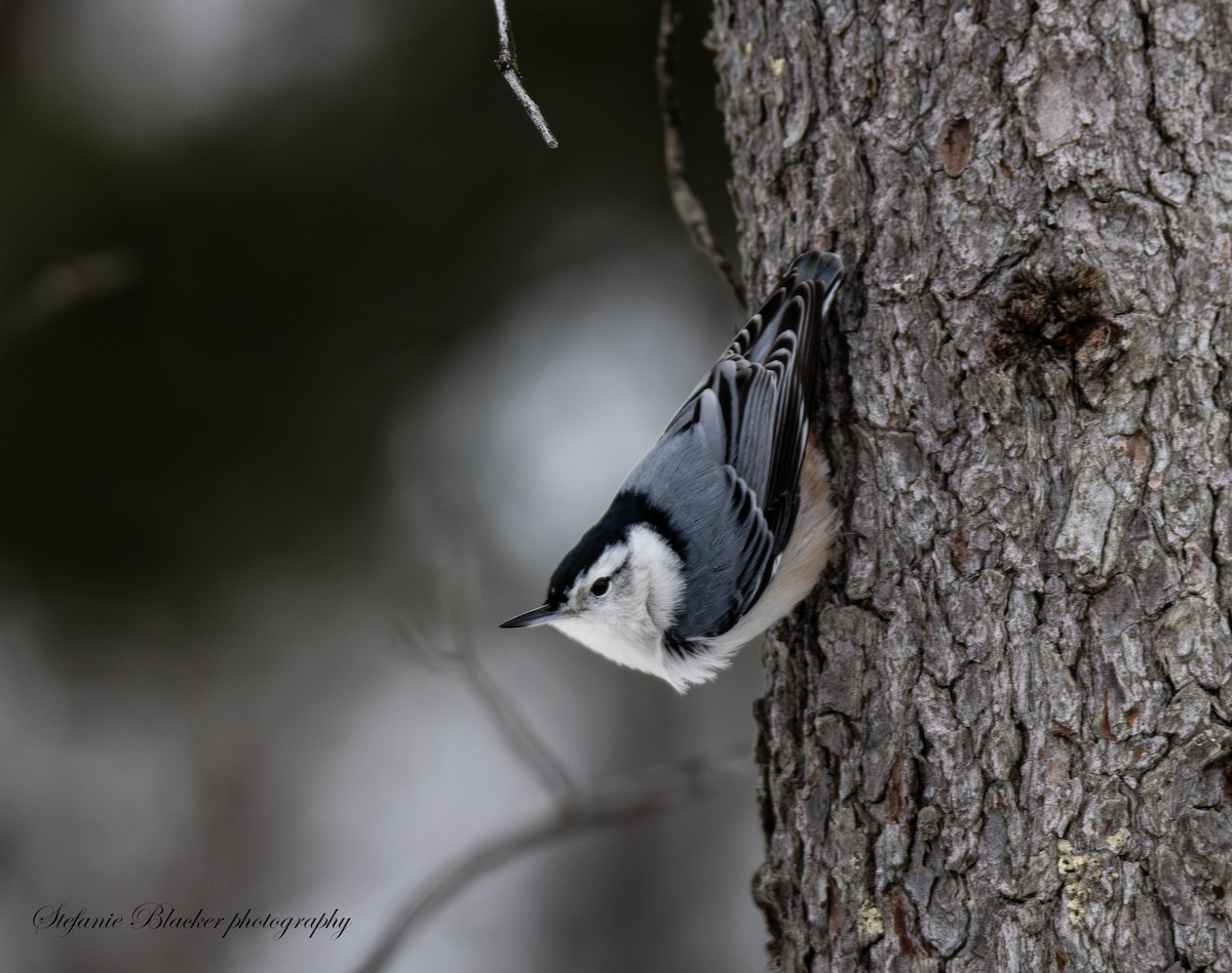 White-breasted Nuthatch - ML647245661