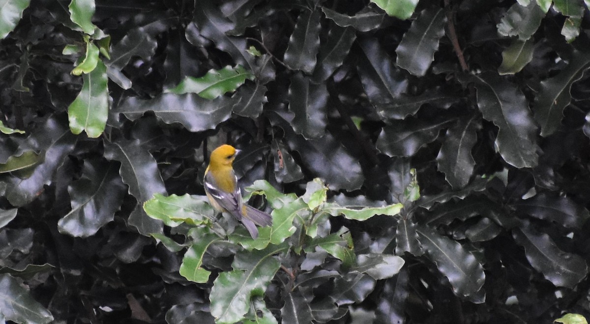 White-winged Tanager - ML647245666