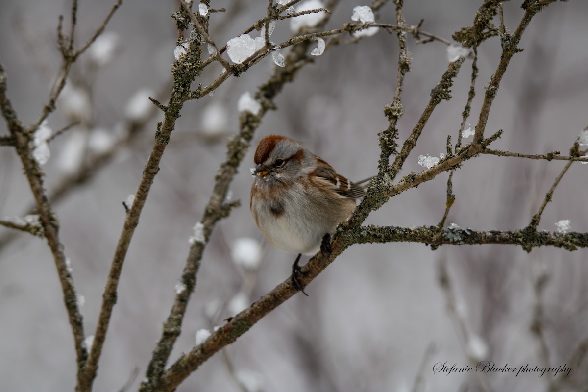 American Tree Sparrow - ML647245679