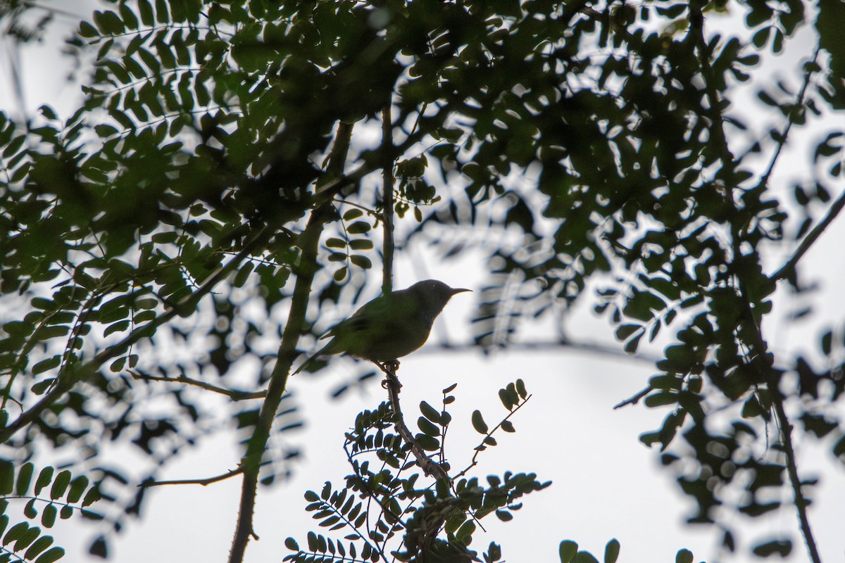 Collared Sunbird - ML647245681