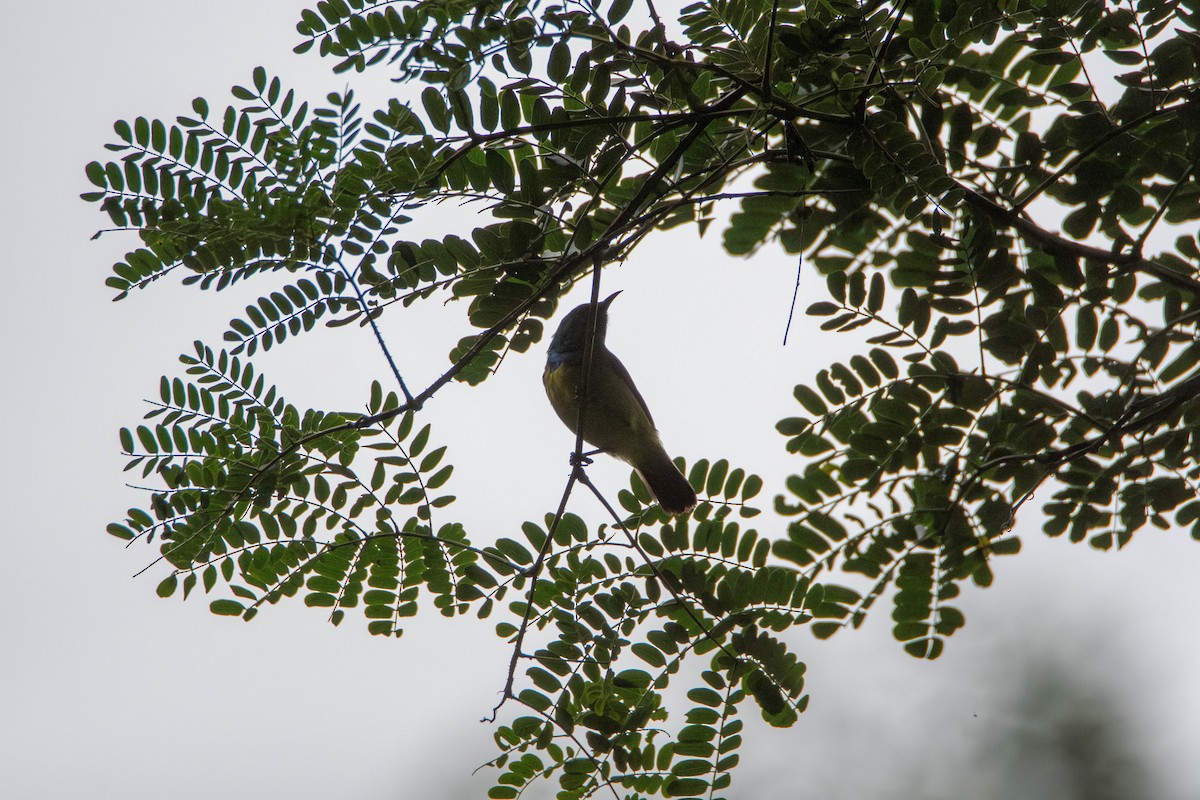 Collared Sunbird - ML647245688