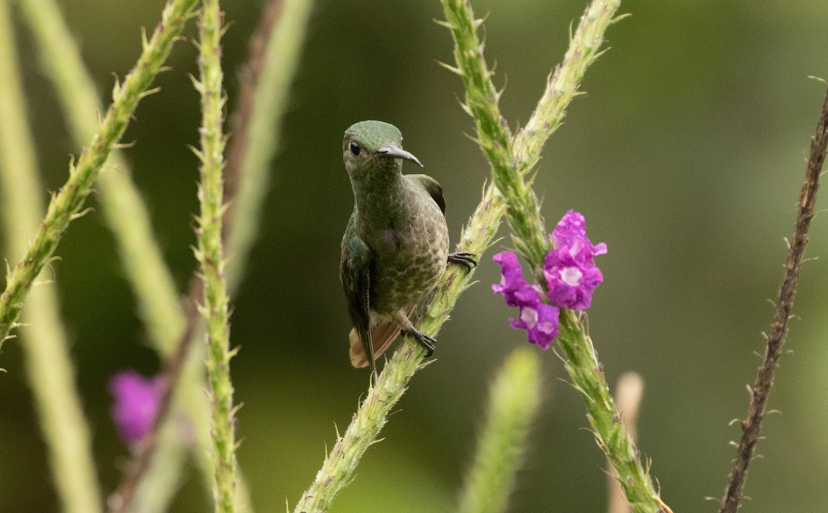 Scaly-breasted Hummingbird - ML647245711