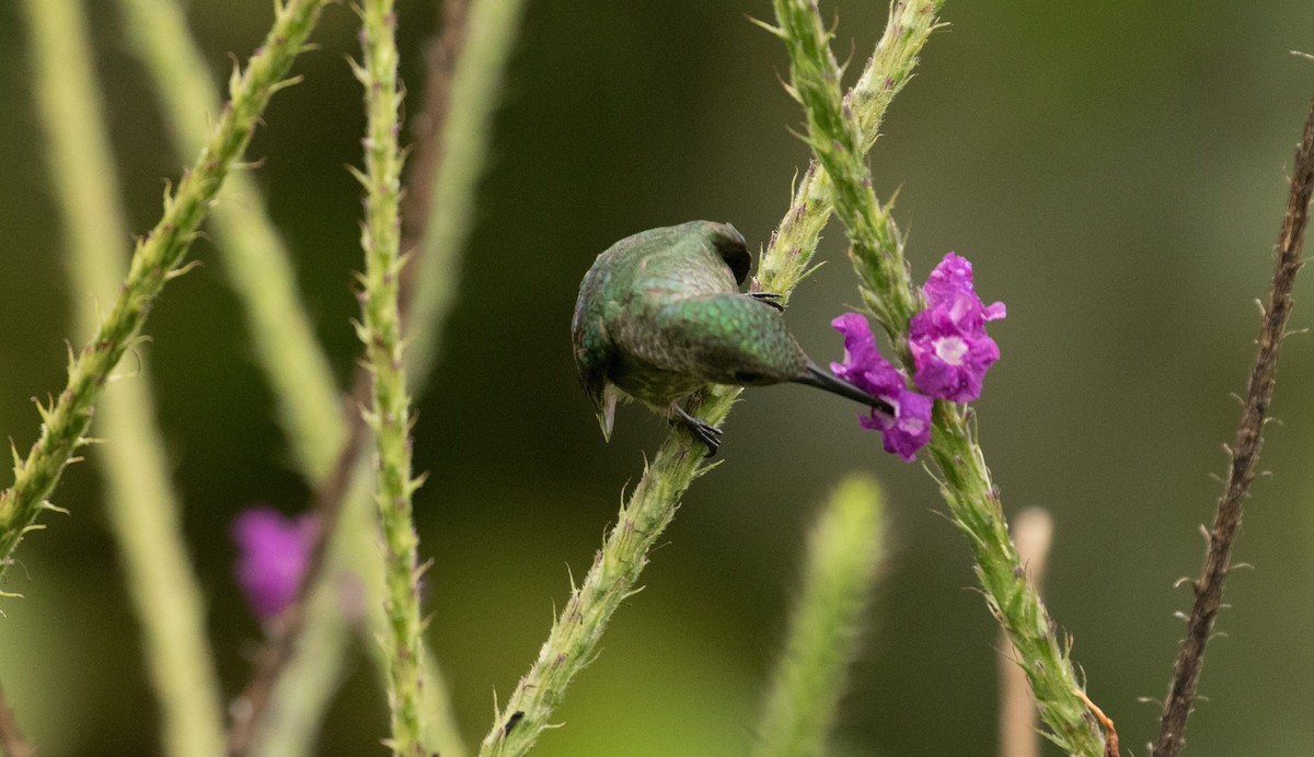 Scaly-breasted Hummingbird - ML647245712