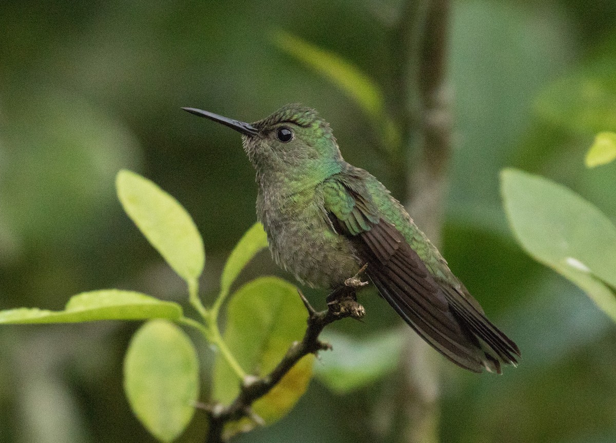 Scaly-breasted Hummingbird - ML647245713
