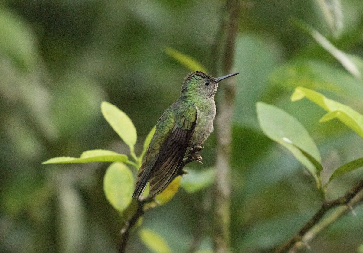 Scaly-breasted Hummingbird - ML647245714