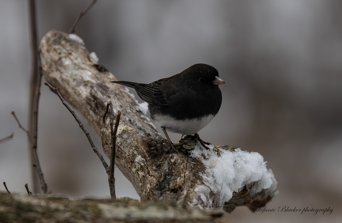 Dark-eyed Junco - ML647245715