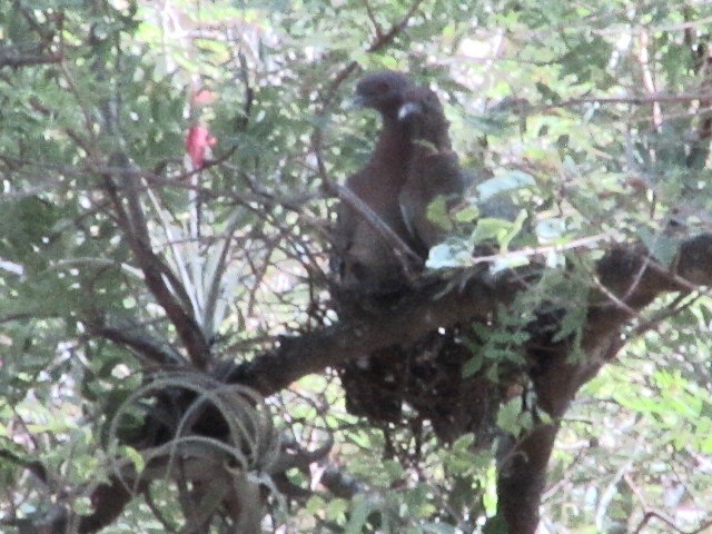 Темнохвостый голубь - ML647245731