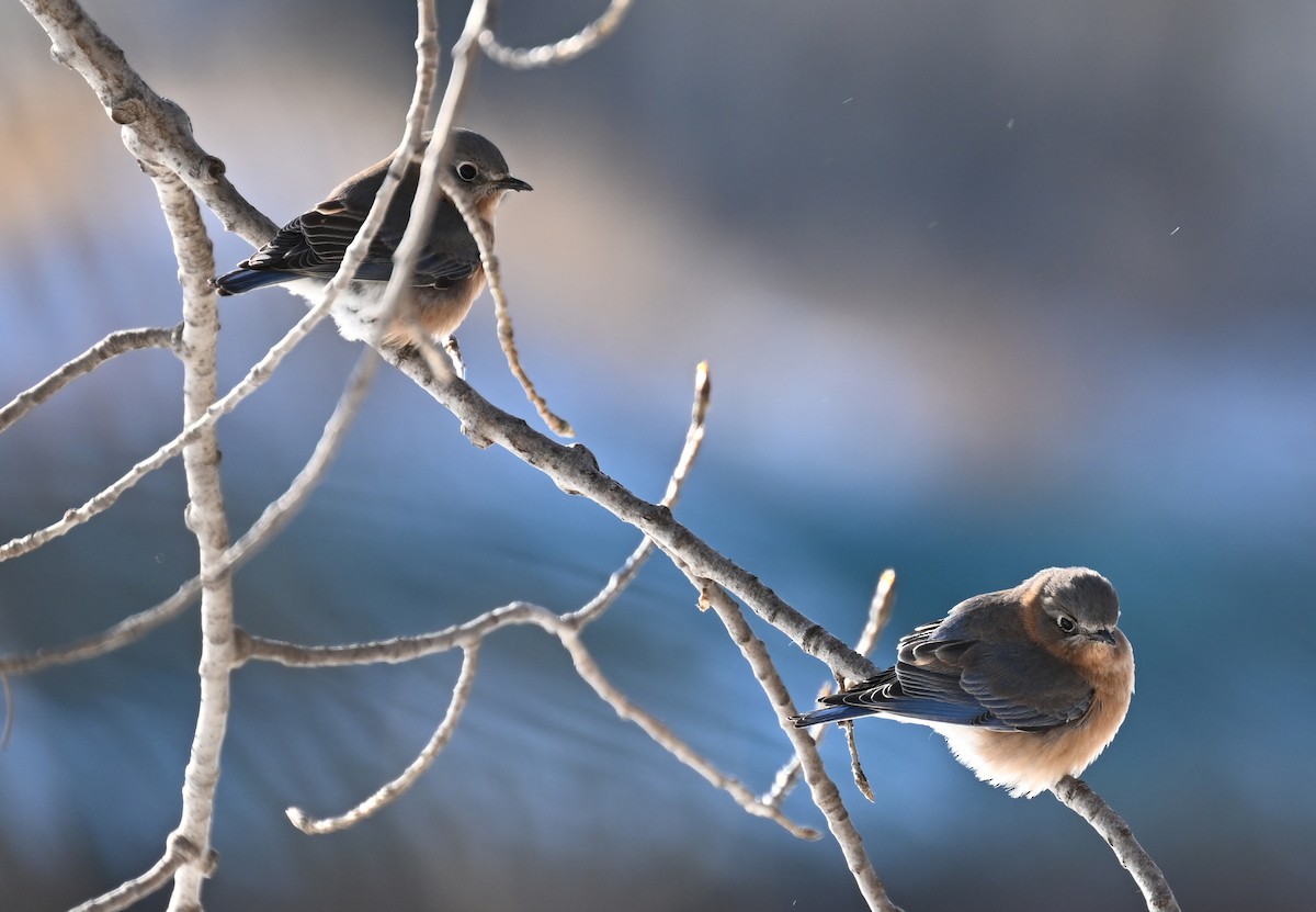 Eastern Bluebird - ML647245739