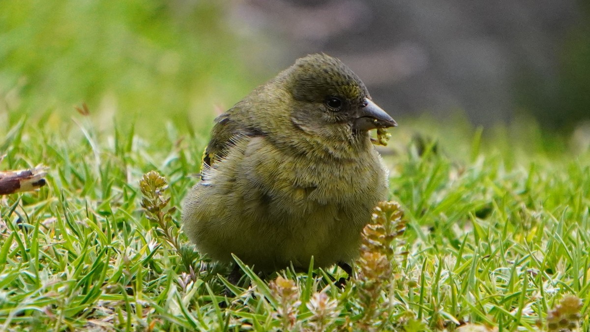 Hooded Siskin - ML647245741