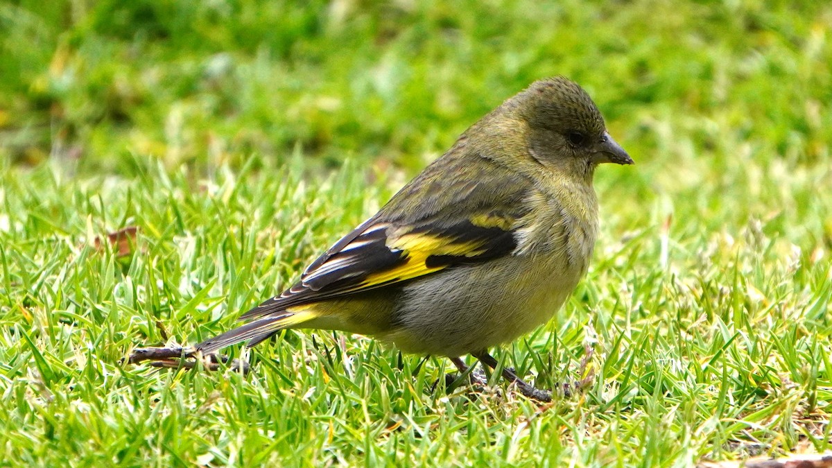 Hooded Siskin - ML647245742