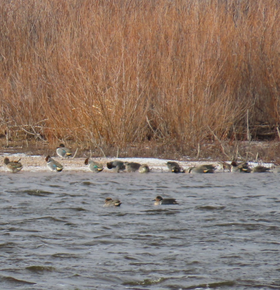 שרשיר - ML647245761