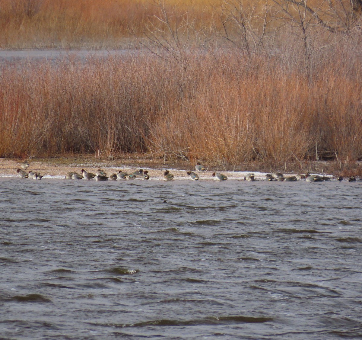 שרשיר - ML647245762