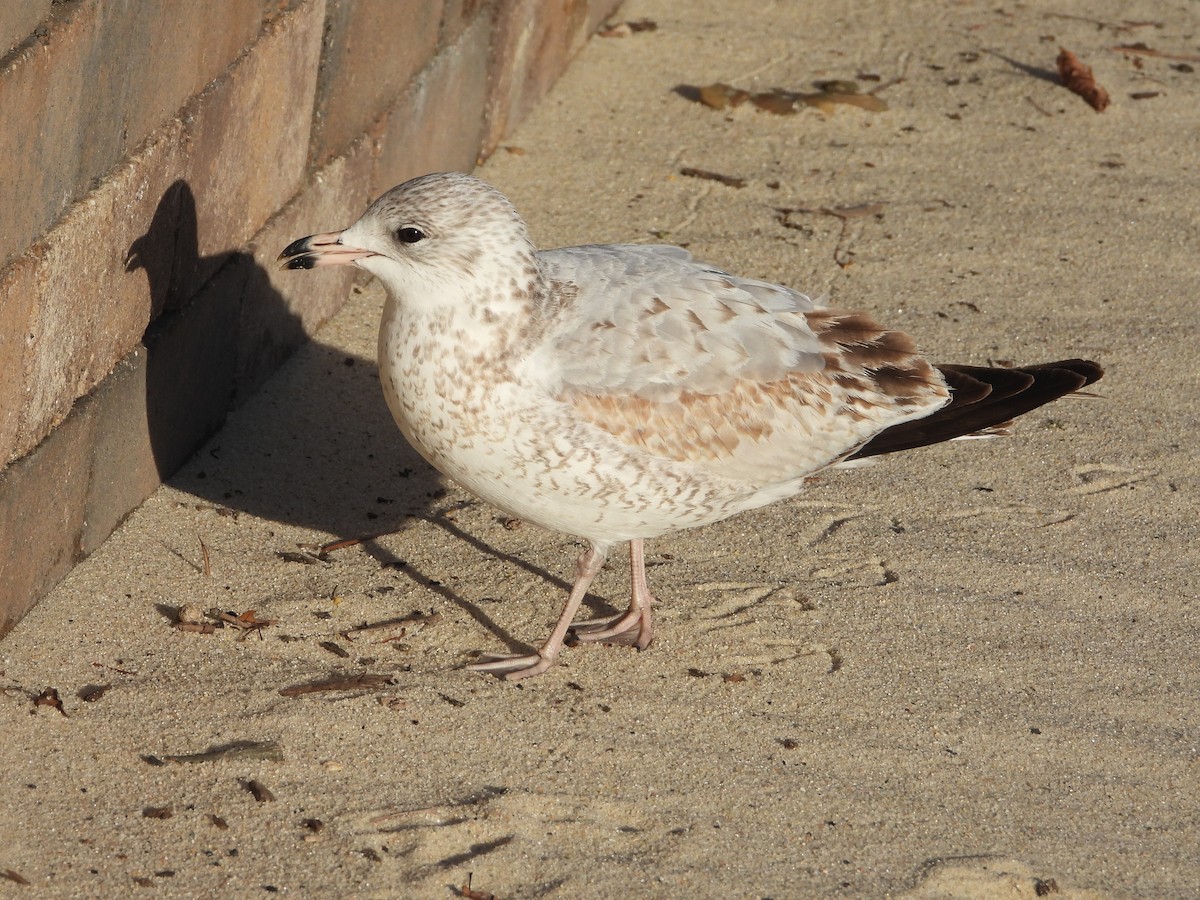 Ring-billed Gull - ML647245767