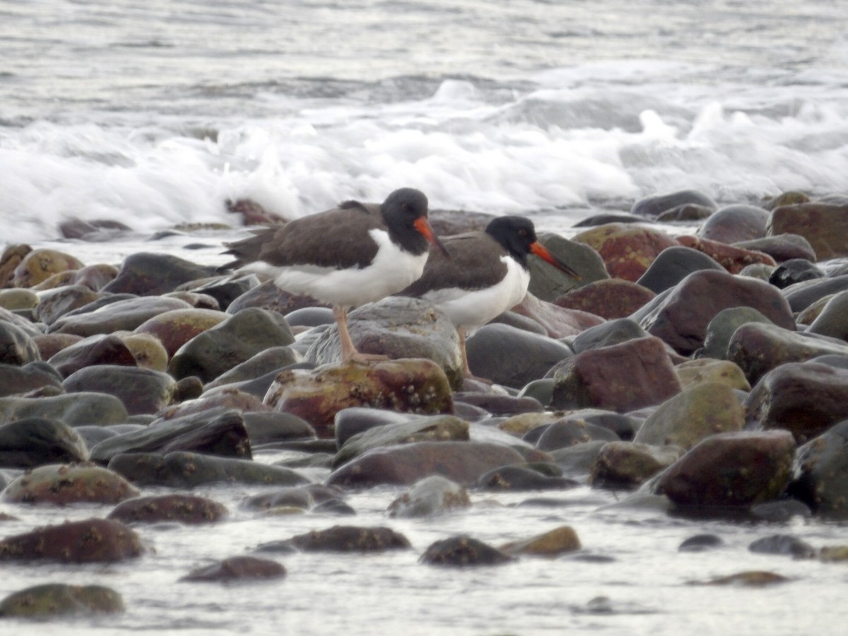 amerikatjeld - ML647245769