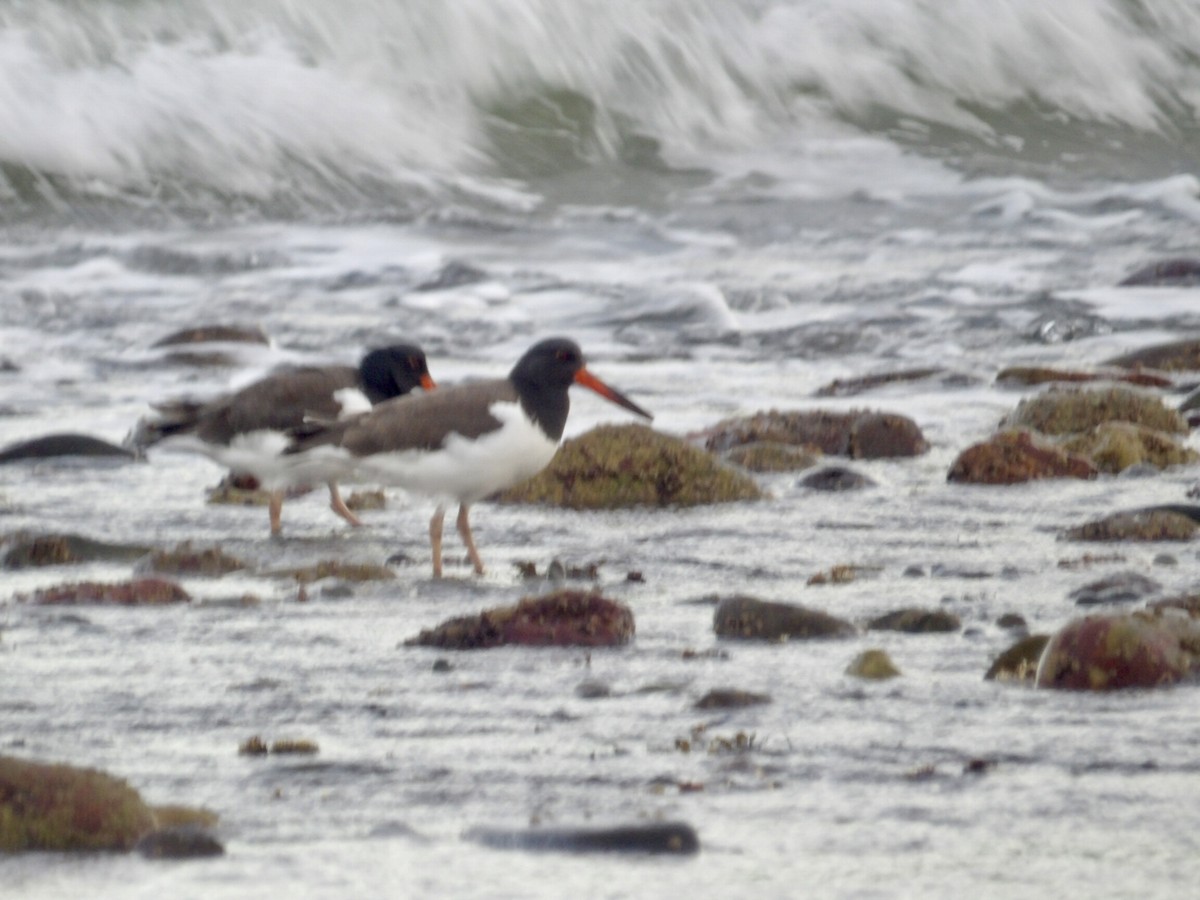 amerikatjeld - ML647245770