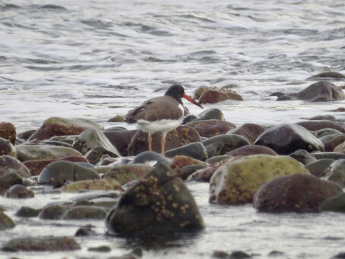 amerikatjeld - ML647245771