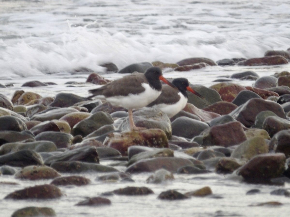 amerikatjeld - ML647245772