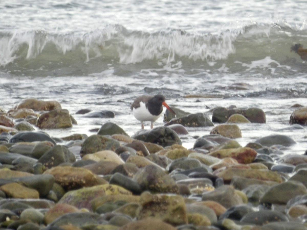 amerikatjeld - ML647245773