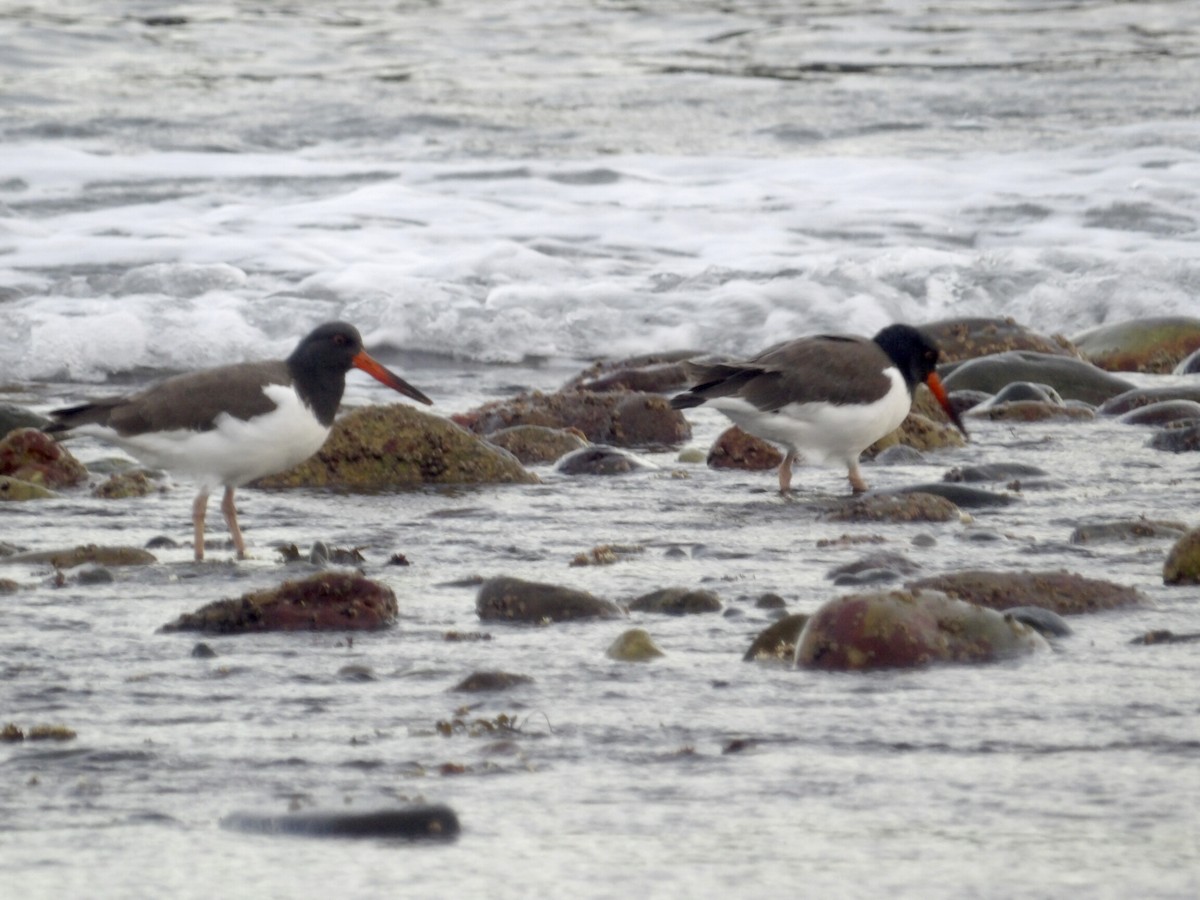 amerikatjeld - ML647245774