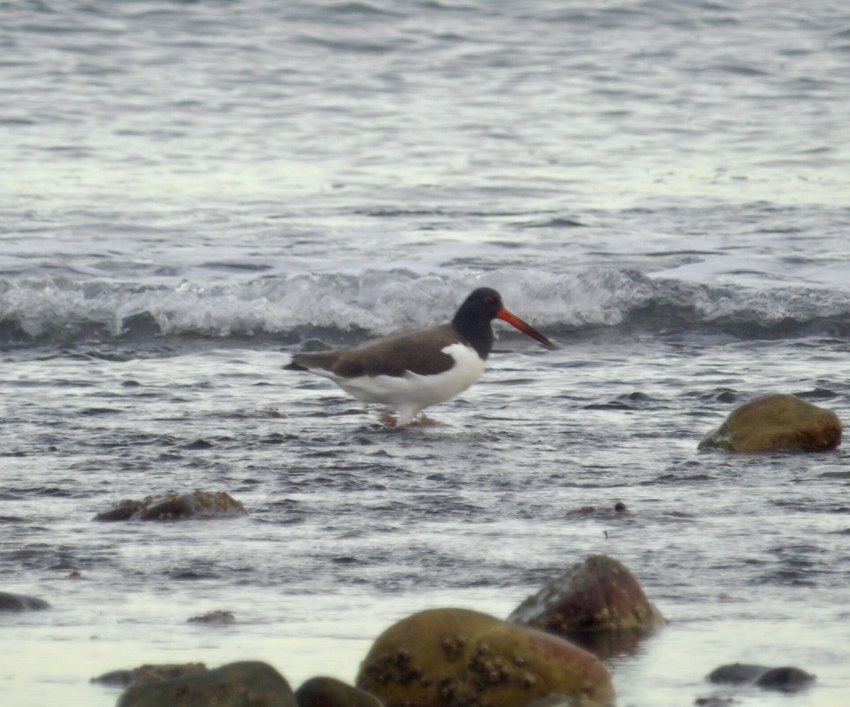 amerikatjeld - ML647245776