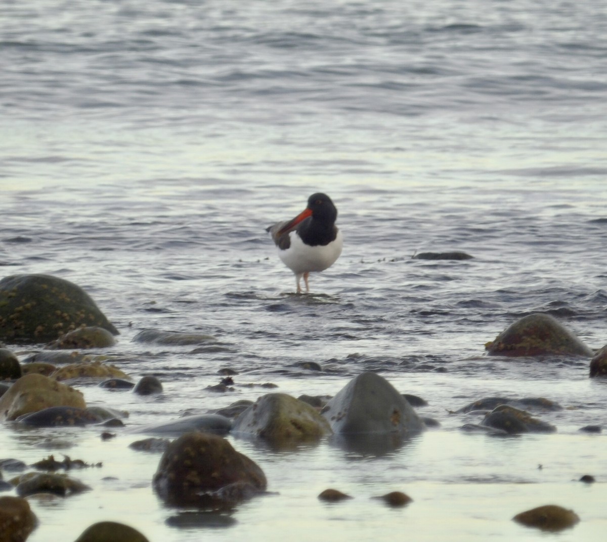 amerikatjeld - ML647245777