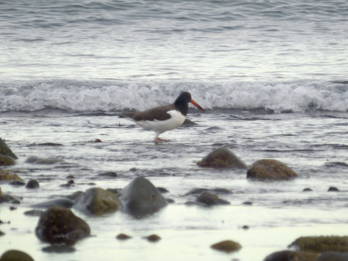 amerikatjeld - ML647245778