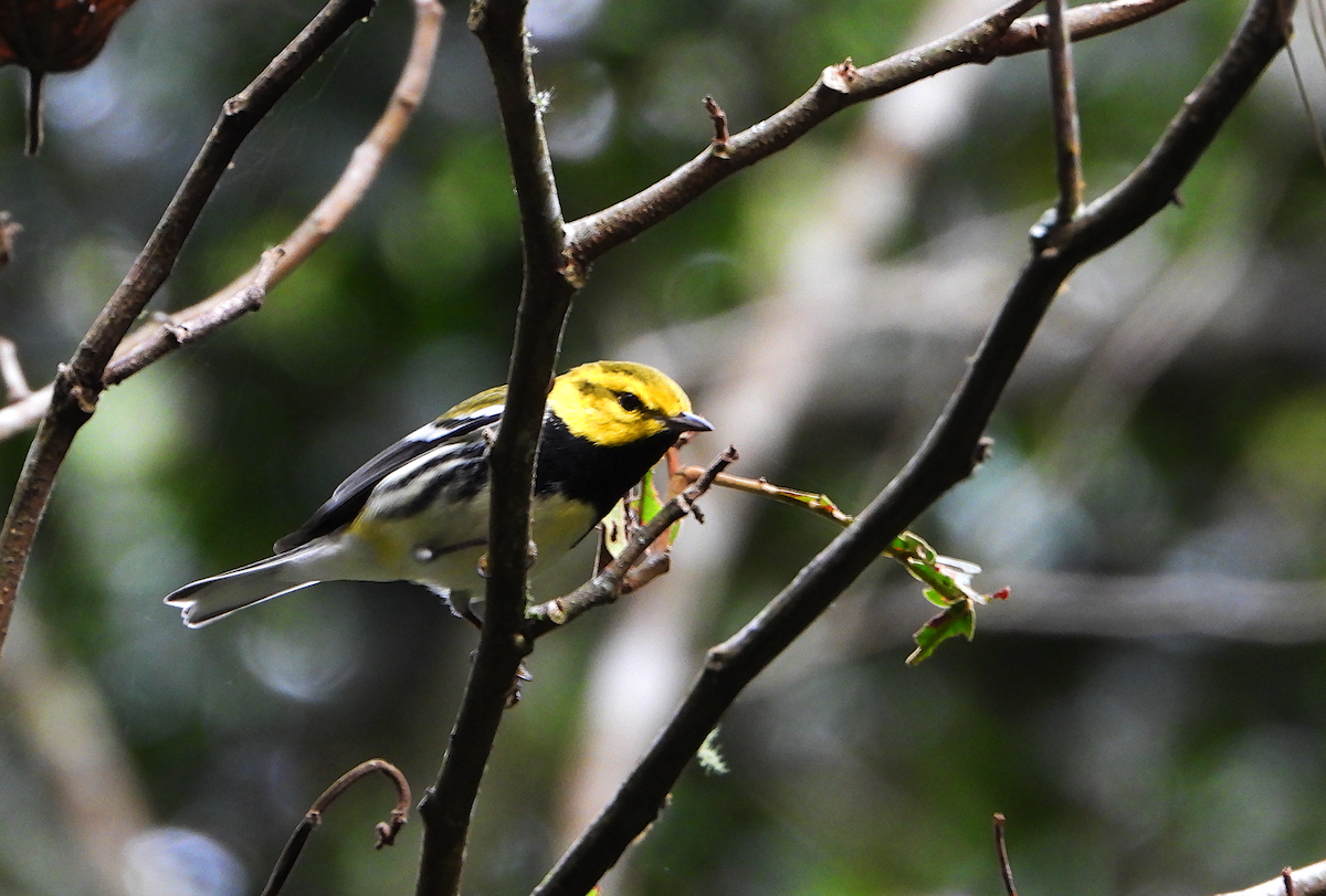 Black-throated Green Warbler - ML647245781