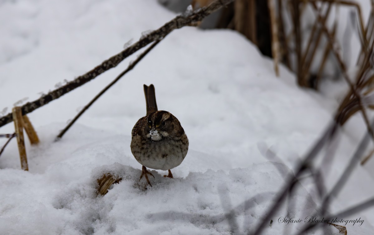 White-throated Sparrow - ML647245790