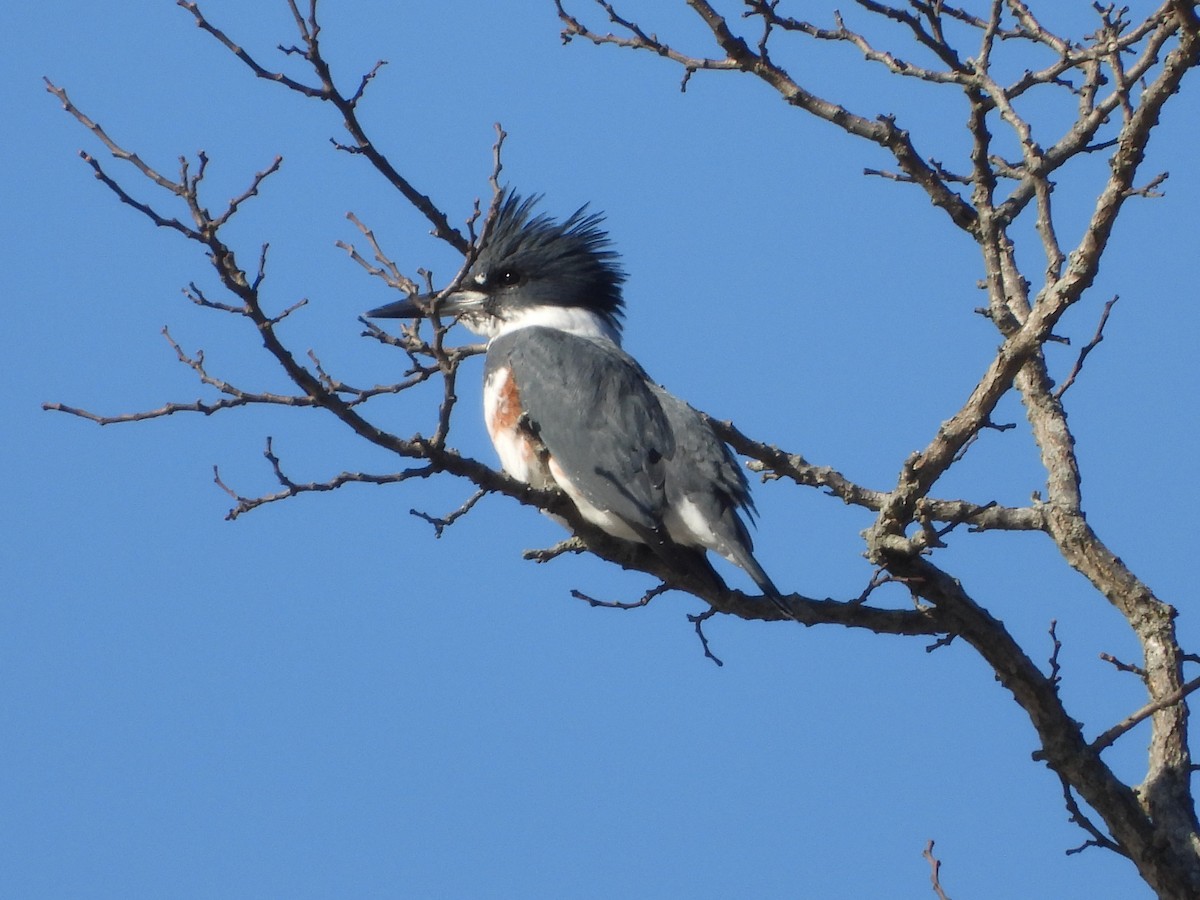 Belted Kingfisher - ML647245811