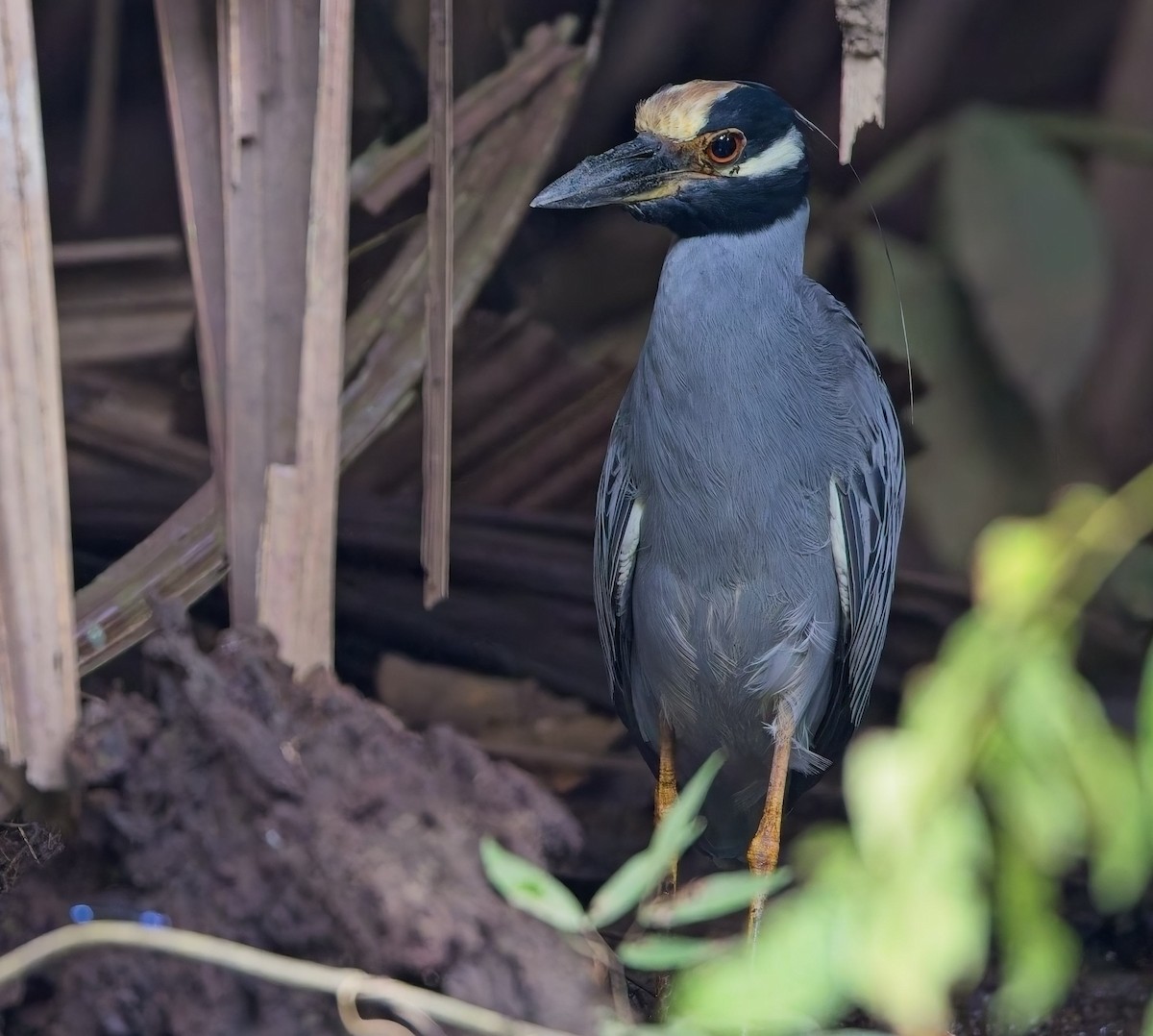 kvakoš žlutočelý - ML647245813